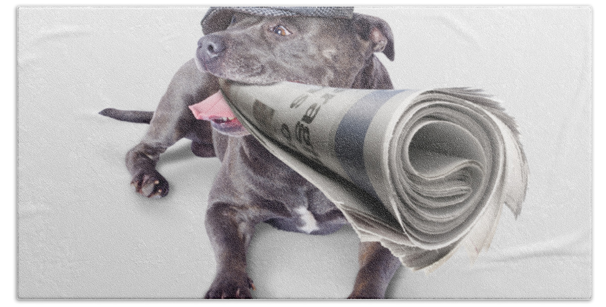 News Beach Towel featuring the photograph Isolated newspaper dog carrying latest news by Jorgo Photography