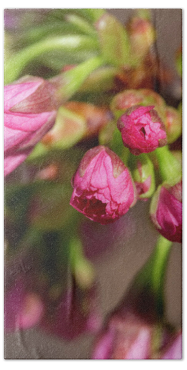 Flower Beach Towel featuring the photograph Japanese Flowering Cherry by Dawn Cavalieri