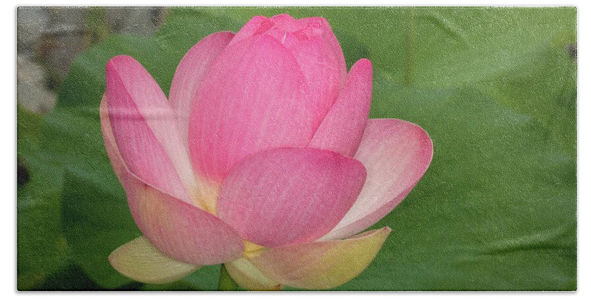 Flowering Beach Towel featuring the photograph Japanese Lotus Almost Ready to Bloom by Liza Eckardt