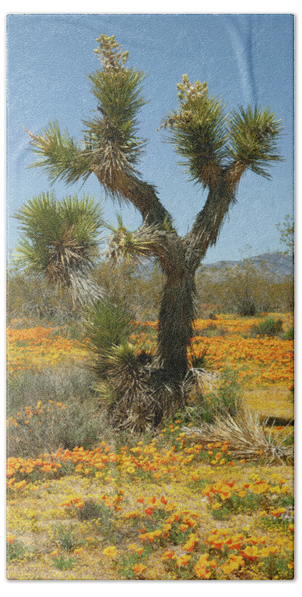 Mojave Desert Wildflowers Beach Towel featuring the photograph Joshua Tree and Wildflowers in Mojave Desert by Ram Vasudev