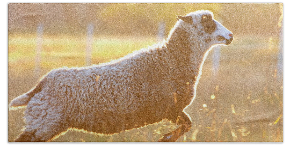 Animal Beach Towel featuring the photograph Jumping sheep at sunset by Ulrich Kunst And Bettina Scheidulin