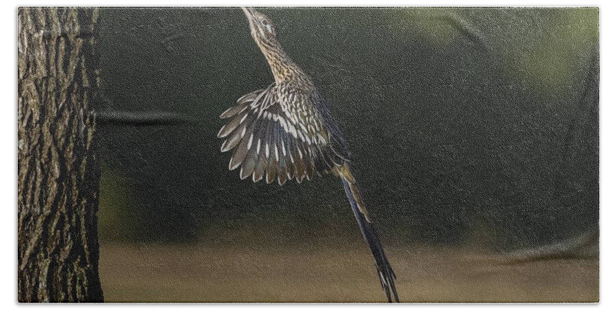 Greater Roadrunner Beach Towel featuring the photograph Jumping to Feed by Puttaswamy Ravishankar