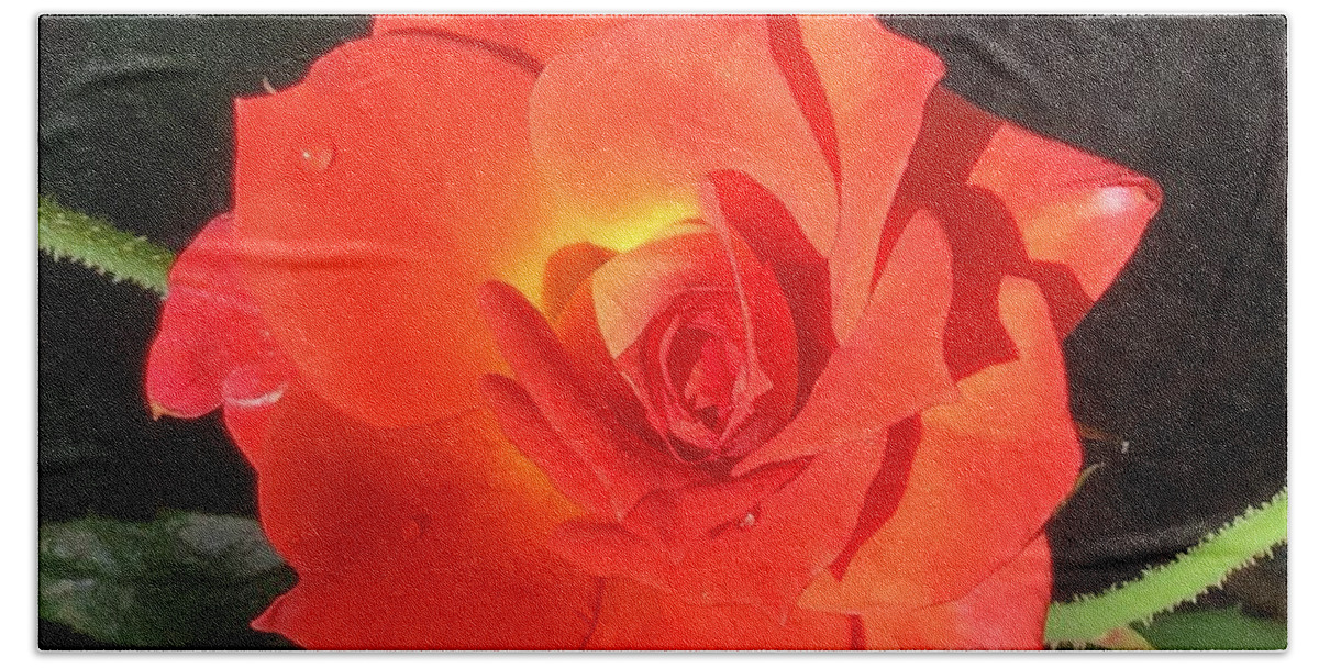 Rose Beach Towel featuring the photograph Just Orange Bright Rose by Catherine Wilson