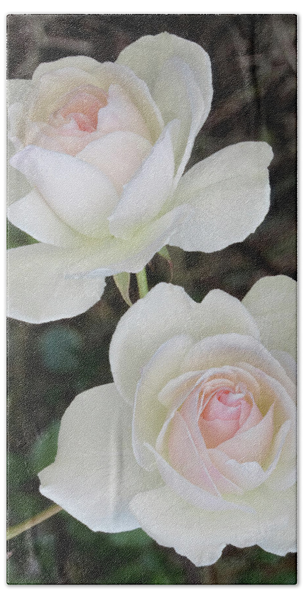 Roses Beach Towel featuring the photograph Just We Two Roses by Roberta Byram
