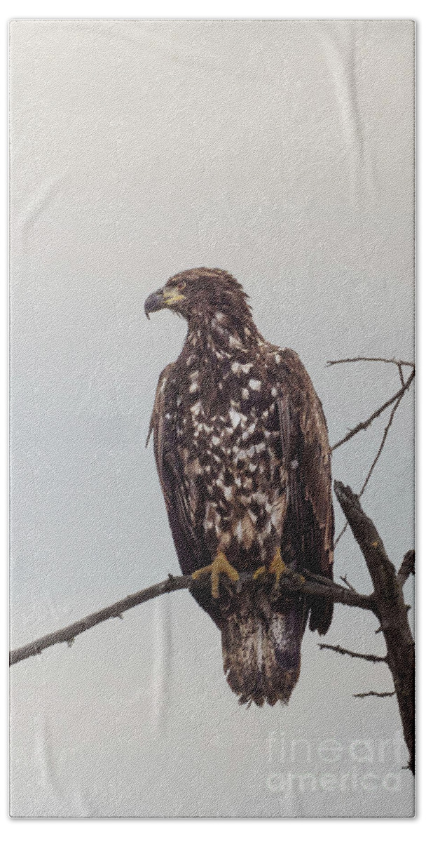 Bald Eagle Beach Towel featuring the photograph Juvenile Bald Eagle at Nisqually River by Nancy Gleason