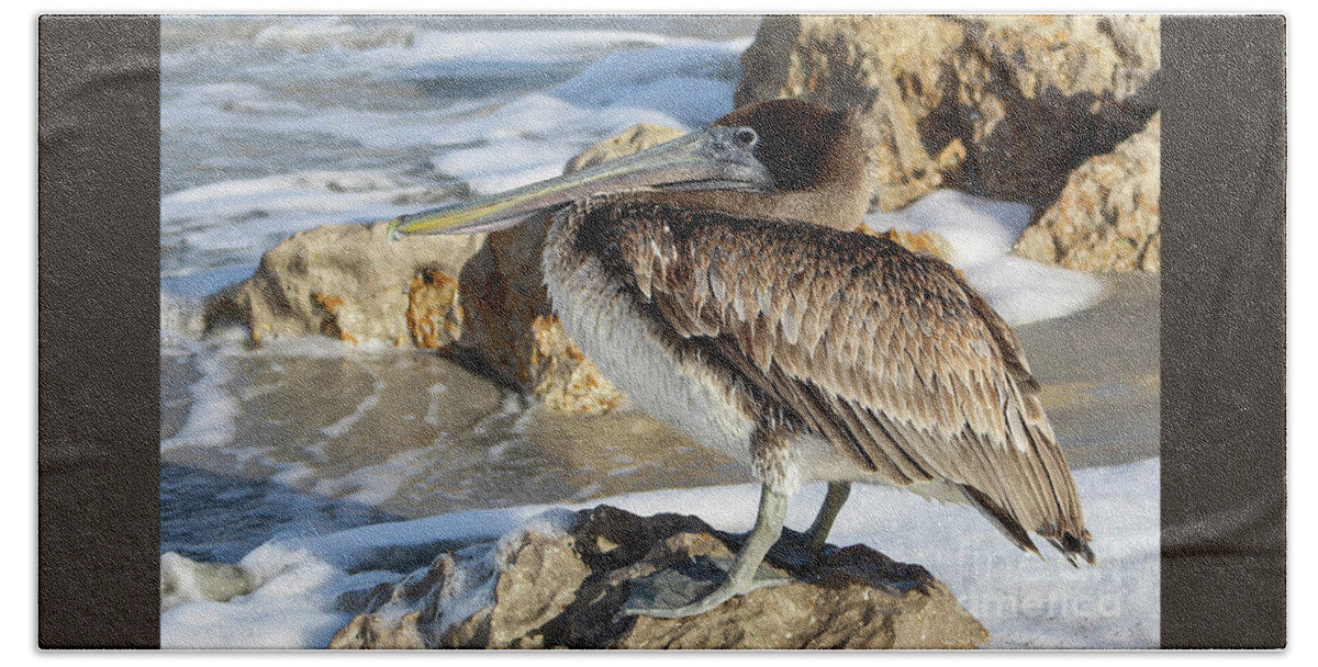 Brown Pelican Beach Towel featuring the photograph Juvenile brown pelican at the beach by Joanne Carey