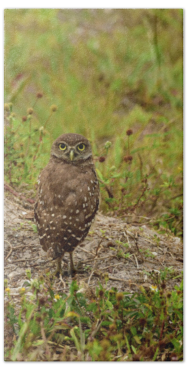 Burrowing Owl Beach Towel featuring the photograph Juvenile Burrowing Owl by Cindy McIntyre