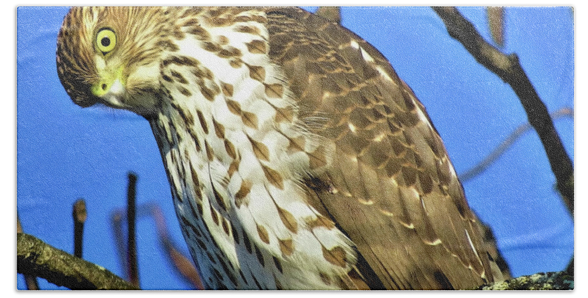 Hawks Beach Towel featuring the photograph Juvenile Coopers Hawk Are you talkin' to me? by Linda Stern