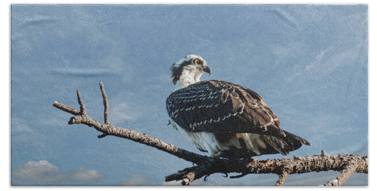 Animal Beach Towel featuring the photograph Juvenile Osprey Perched in a Tree by Jeff Goulden