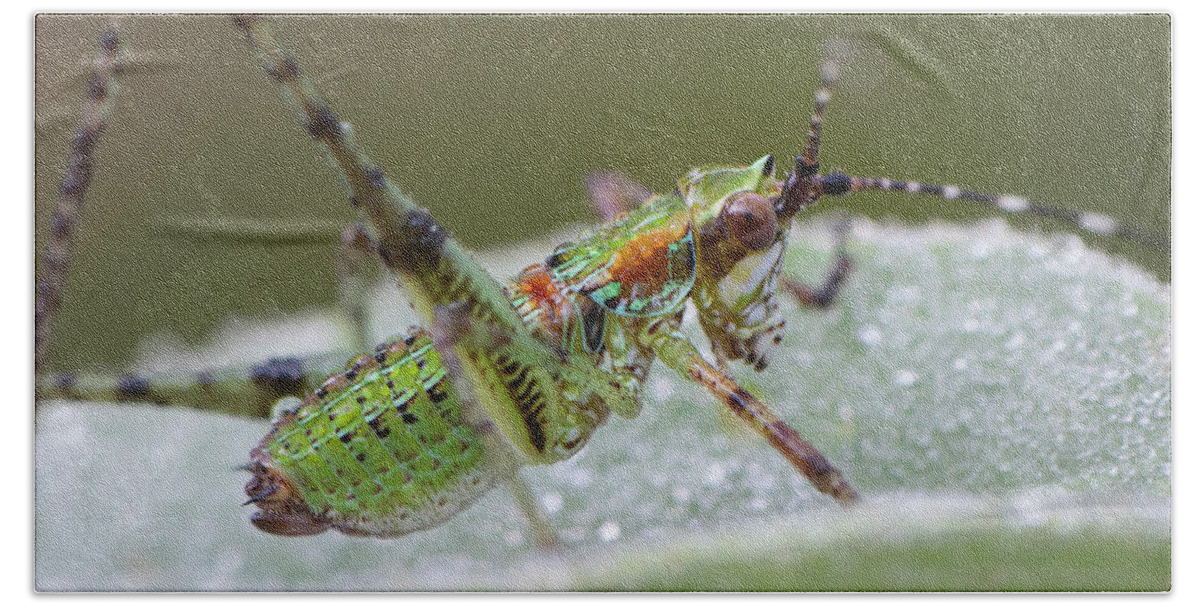 Grasshopper Beach Towel featuring the photograph Katydid Nymph by Karen Rispin