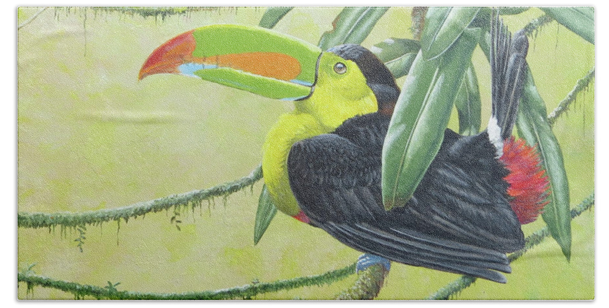 Keel-billed Toucan Beach Towel featuring the painting Keel-billed Toucan by Barry Kent MacKay