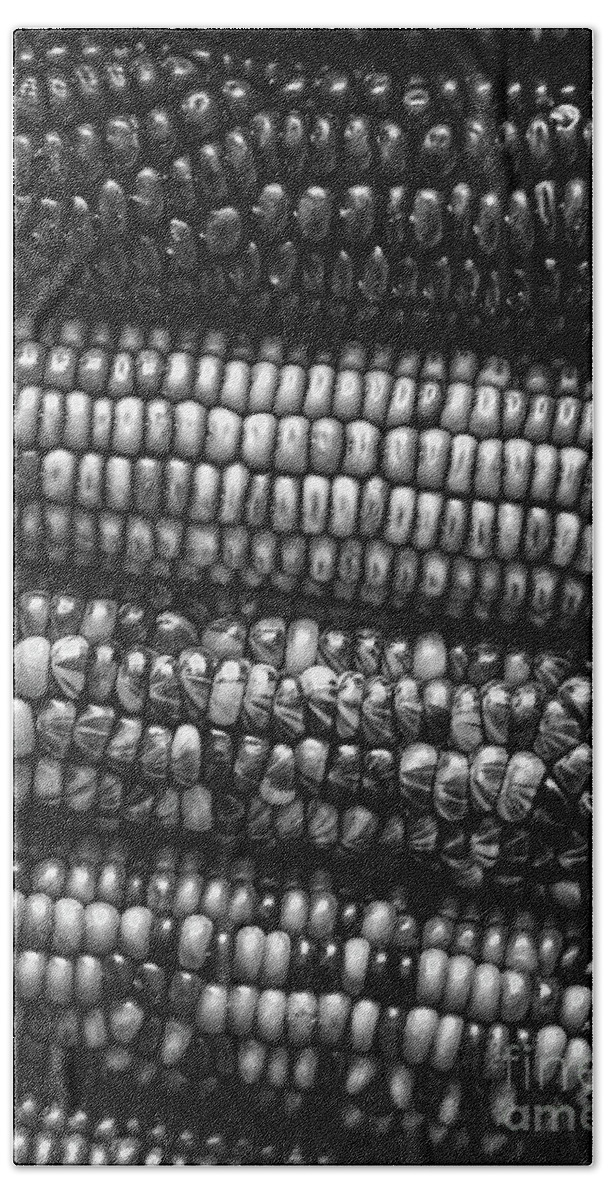 Indian Corn Beach Towel featuring the photograph Kernels of Corn by Phil Perkins