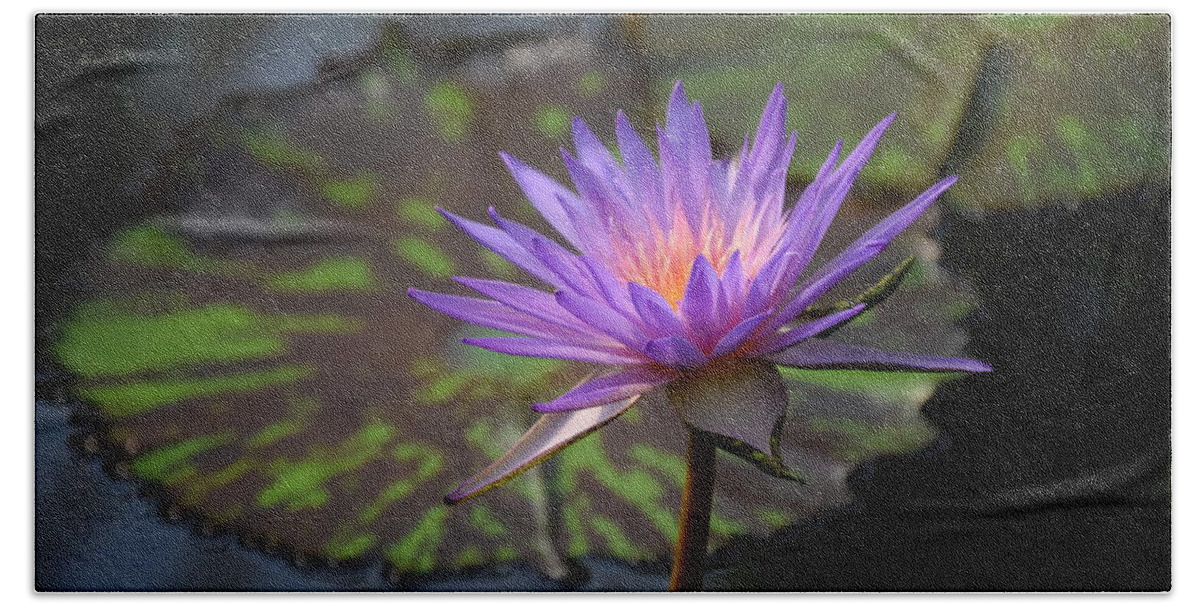 Water Lily Beach Towel featuring the photograph Kew Water Lily by Terry M Olson