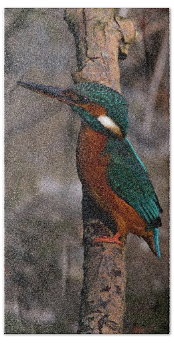 Nature Beach Towel featuring the photograph Kingfisher perched by Stephen Melia