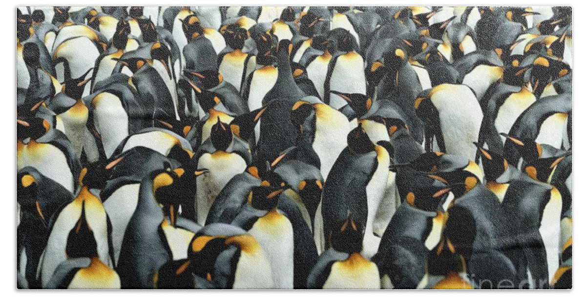 Penguins Beach Towel featuring the photograph Kings of the Falklands by Darcy Dietrich