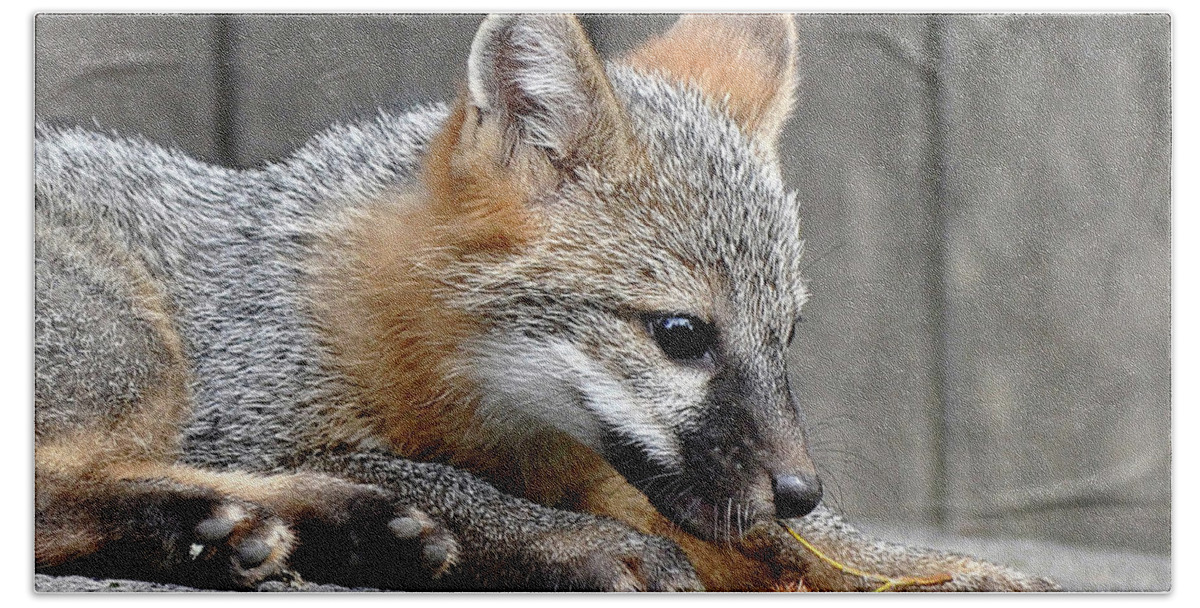 Kit Fox Beach Towel featuring the photograph Kit Fox3 by Torie Tiffany