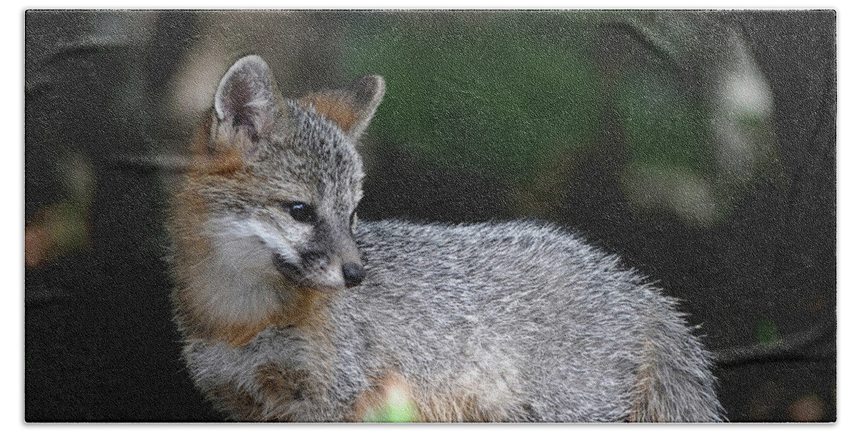 Kit Fox Beach Towel featuring the photograph Kit Fox7 by Torie Tiffany
