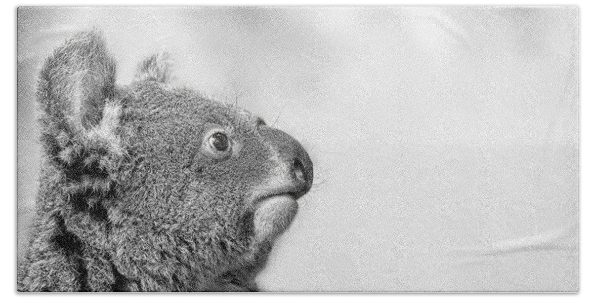 Koala Beach Towel featuring the photograph Koala portrait in Black and white by Gareth Parkes