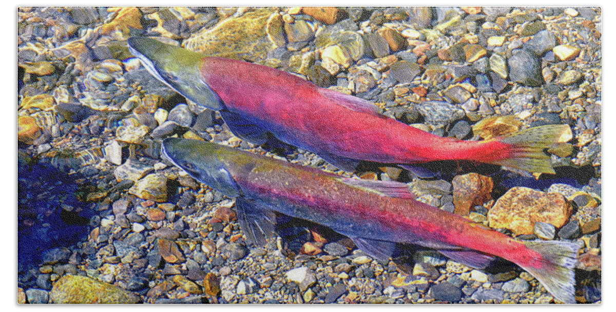 David Lawson Photography Beach Sheet featuring the photograph Kokanee Salmon At Taylor Creek by David Lawson