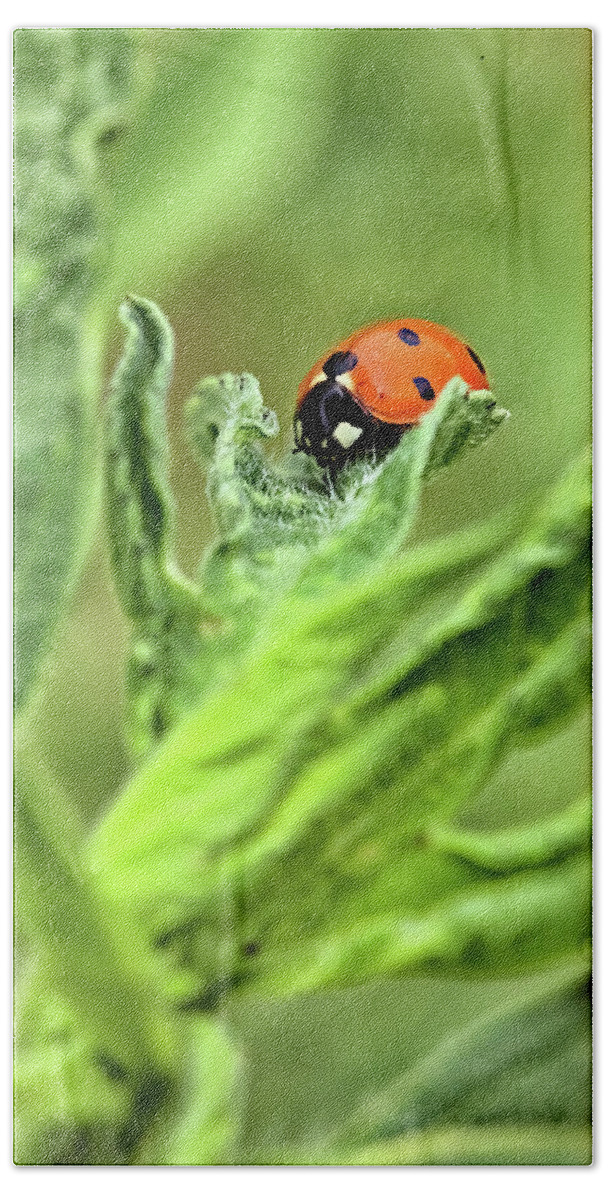 Lady Bug Beach Towel featuring the photograph Lady Bug by Bob Falcone