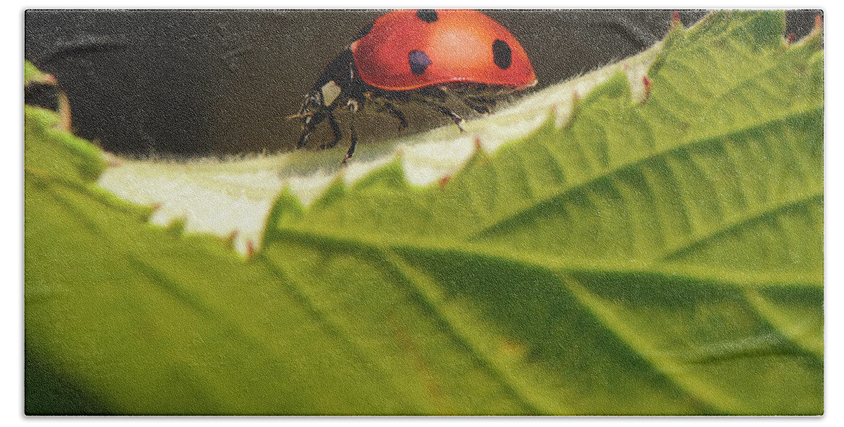 Ladybug Beach Towel featuring the photograph Ladybug on a leaf by Naomi Maya