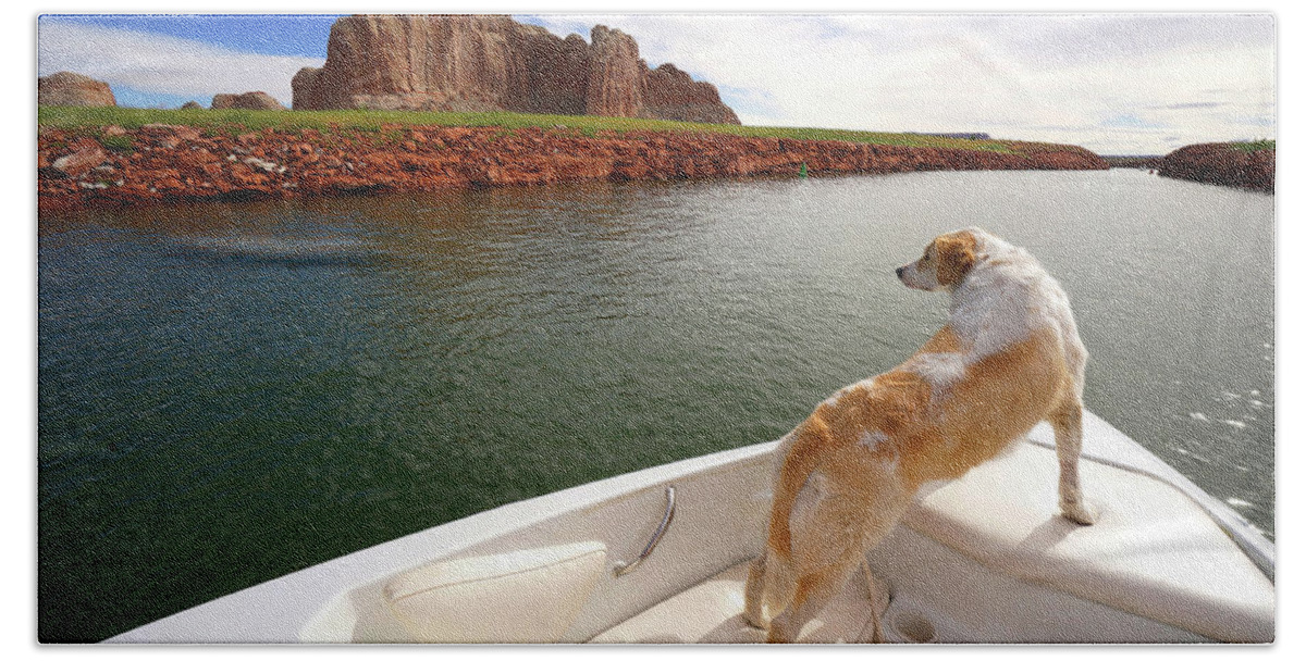 Dog In Boat Beach Towel featuring the photograph Lake Powell Dog in Boat by Rick Wilking