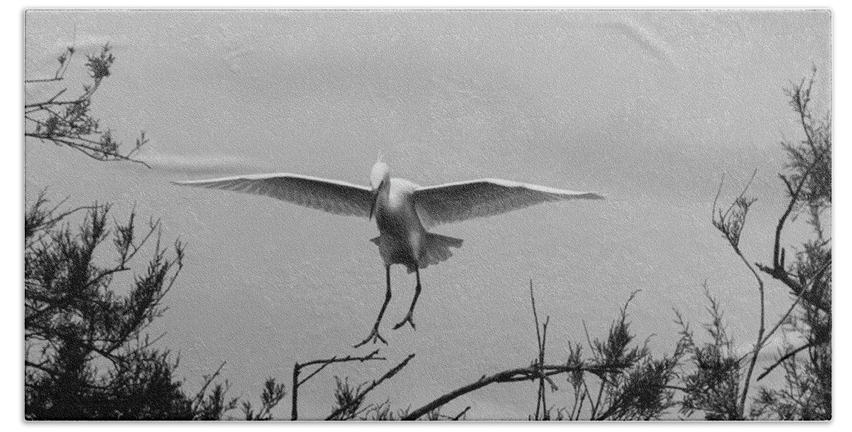 Egret Beach Towel featuring the photograph Landing egret by Pietro Ebner