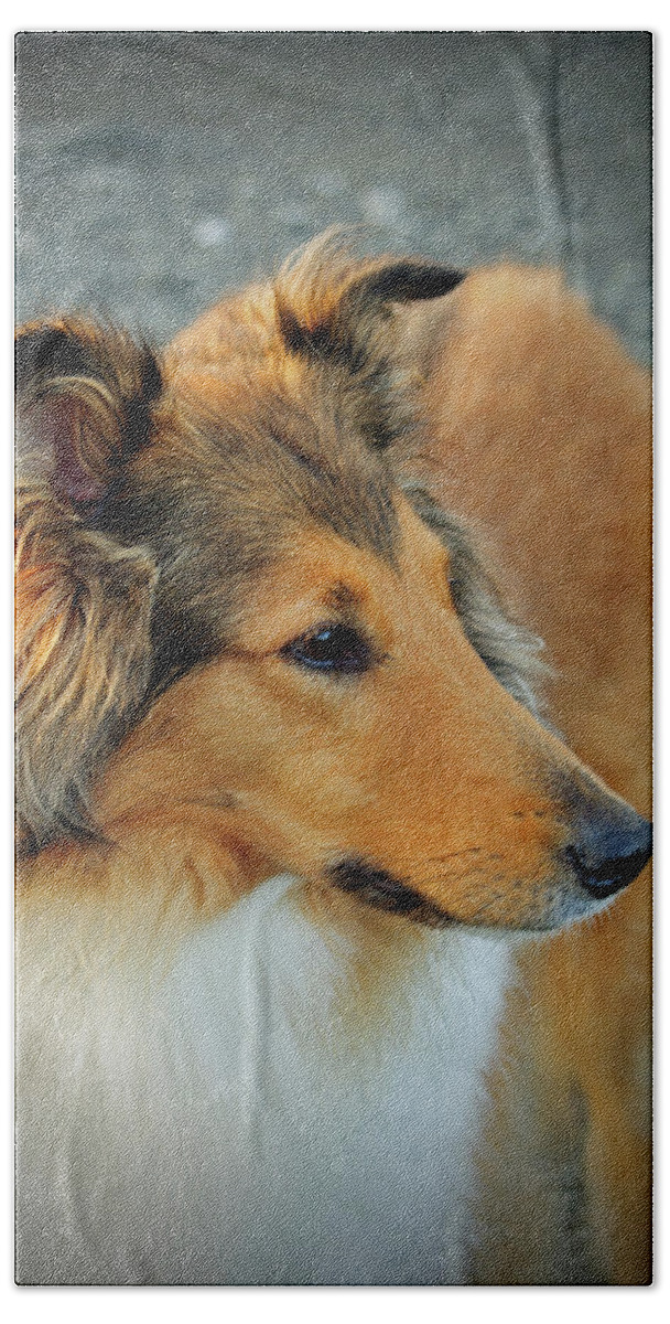 Pet Beach Towel featuring the photograph Lassie Come Home by Tikvah's Hope
