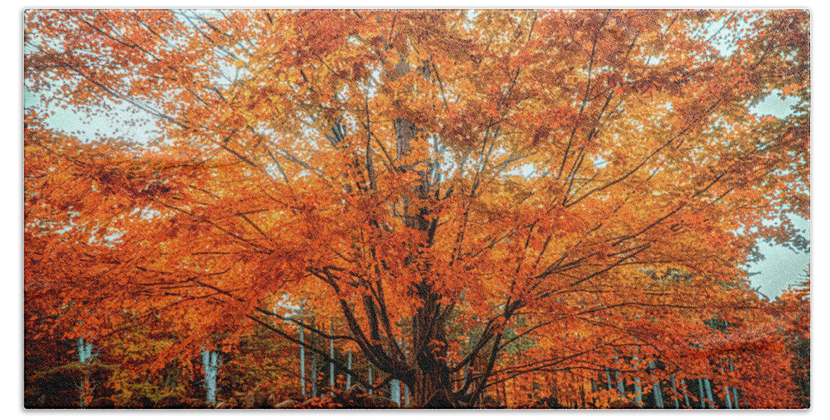 Tree Beach Towel featuring the photograph Late fall foliage by Lilia S