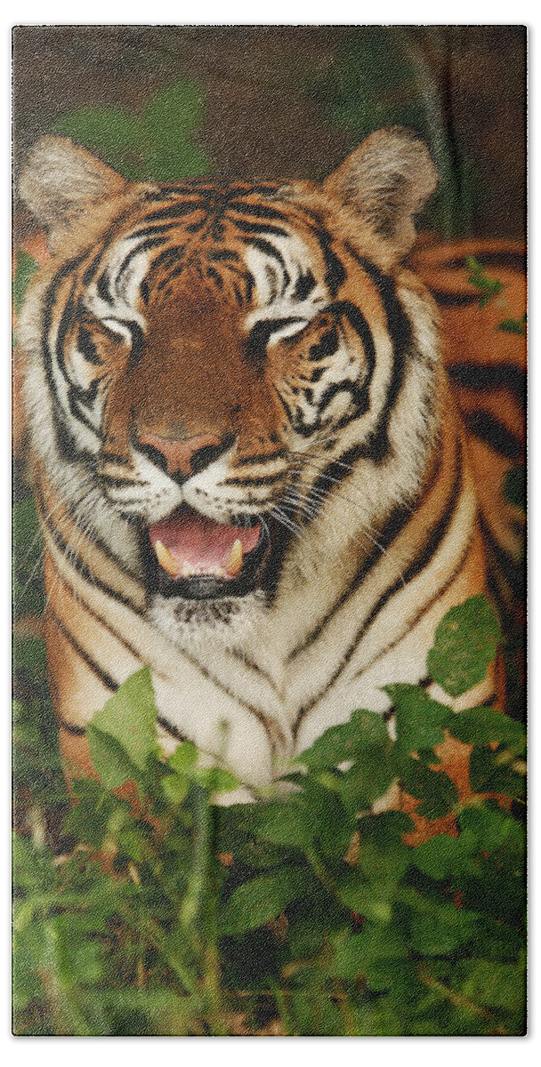 Tiger Beach Towel featuring the photograph Laughing Tiger by Brad Barton