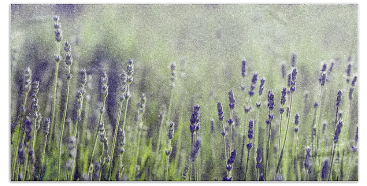 Lavender Beach Towel featuring the photograph Lavender flower in field by Jelena Jovanovic