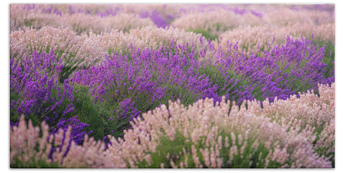Regular Seeds: Lavender Haze