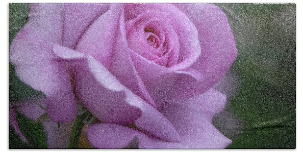 Rose Beach Towel featuring the photograph Lavender Rosebud Square by Teresa Wilson