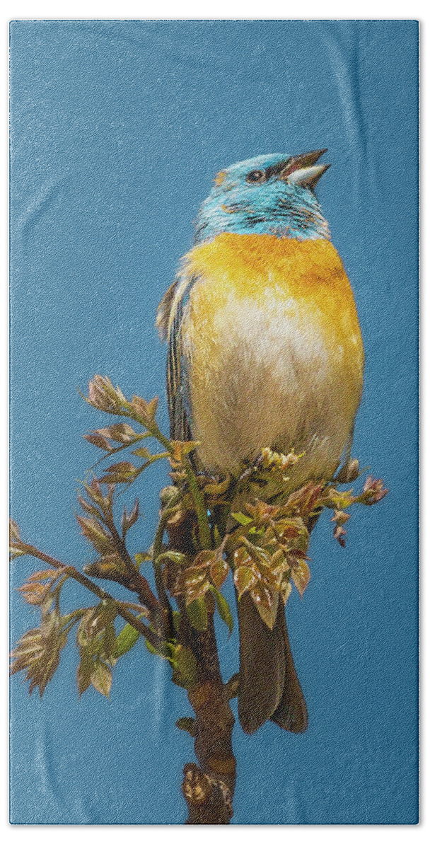 Boise Idaho Beach Towel featuring the photograph Lazuli Bunting by Mark Mille