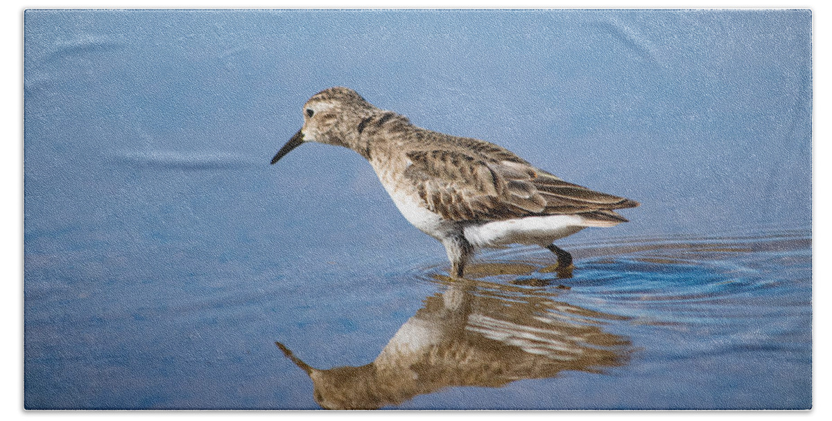 Least Sandpiper Beach Towel featuring the photograph Least Sandpiper by Bonny Puckett