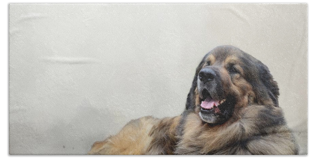 Anton Beach Towel featuring the photograph Leonberger by Eva Lechner