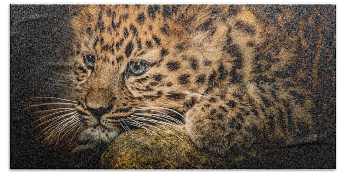 Wild Animal Beach Towel featuring the photograph Leopard Cub by Chris Boulton