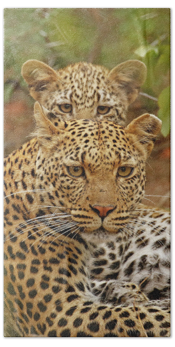 Female Leopard Beach Towel featuring the photograph Leopards, Mom and daughter by MaryJane Sesto