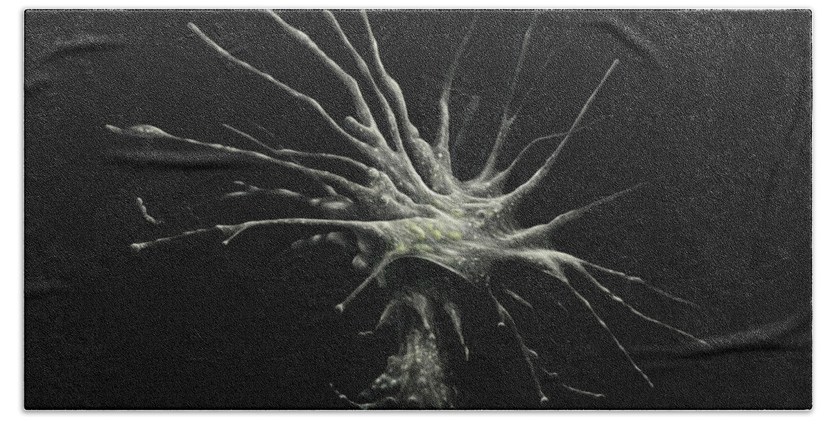 Protozoa Beach Towel featuring the digital art Leptophrys Amoeba by Kate Solbakk