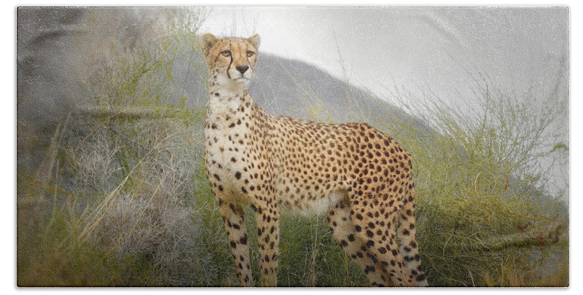 Cheetah Beach Towel featuring the photograph Lethal Beauty 2 by Fraida Gutovich