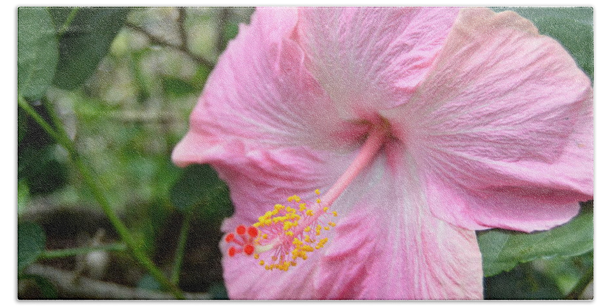 Flower Beach Towel featuring the photograph Light Pink Hibiscus 1 by Amy Fose