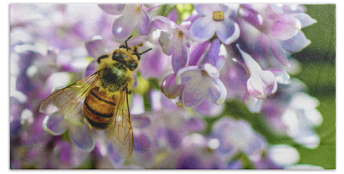 Lilac Beach Towel featuring the photograph Lilac Bee by Darcy Dietrich