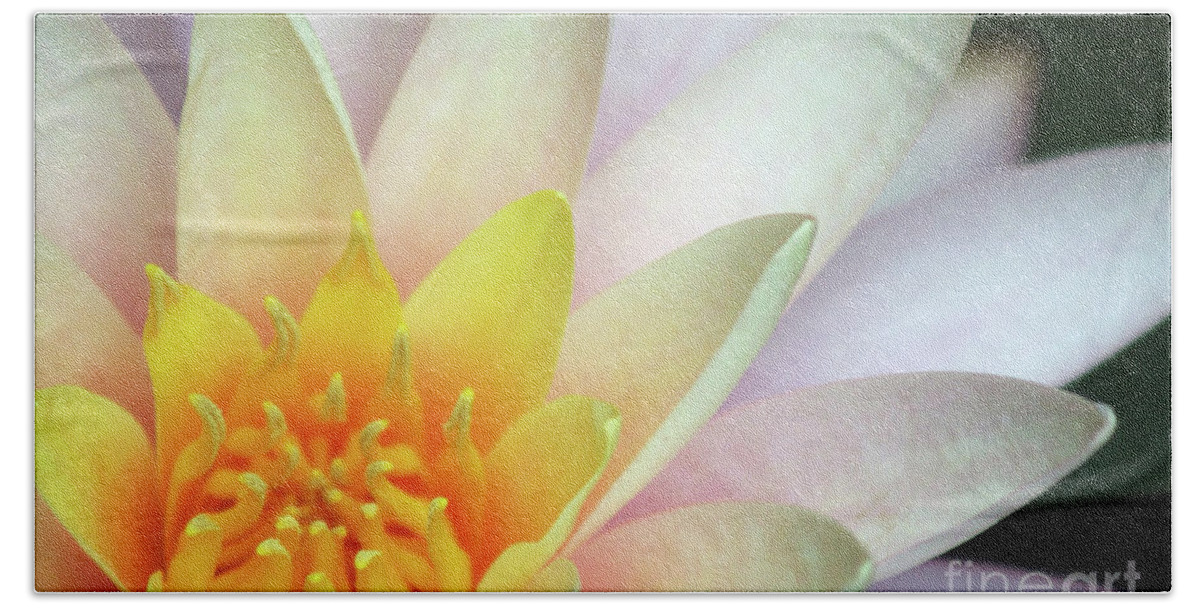 Water Lily; Water Lilies; Lily; Lilies; Flowers; Flower; Floral; Flora; Yellow; White Water Lily; White Flowers; Pink Flowers; Pink Lily; Black; Pink; Digital Art; Photography; Painting; Simple; Decorative; Décor; Macro; Close-up Beach Towel featuring the photograph Lily Close Up #1 by Tina Uihlein