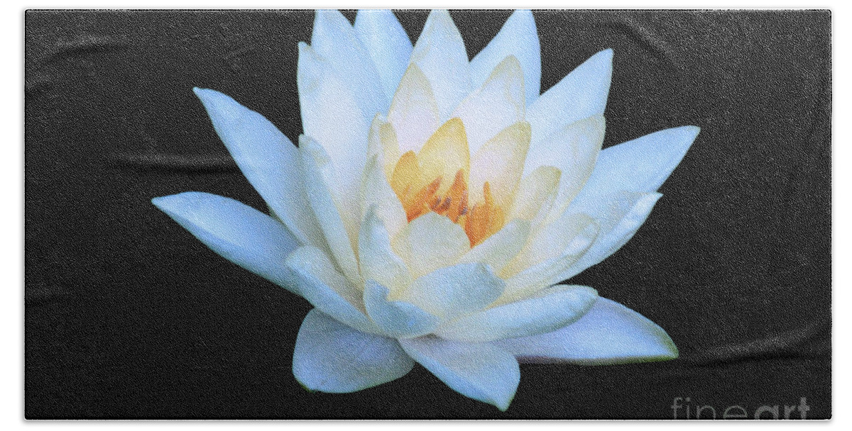Water Lily; Water Lilies; Lily; Lilies; Flowers; Flower; Floral; Flora; Yellow; White Water Lily; White Flowers; Black; Photography; Painting; Simple; Decorative; Décor; Macro; Close-up Beach Towel featuring the photograph Lily Glow by Tina Uihlein