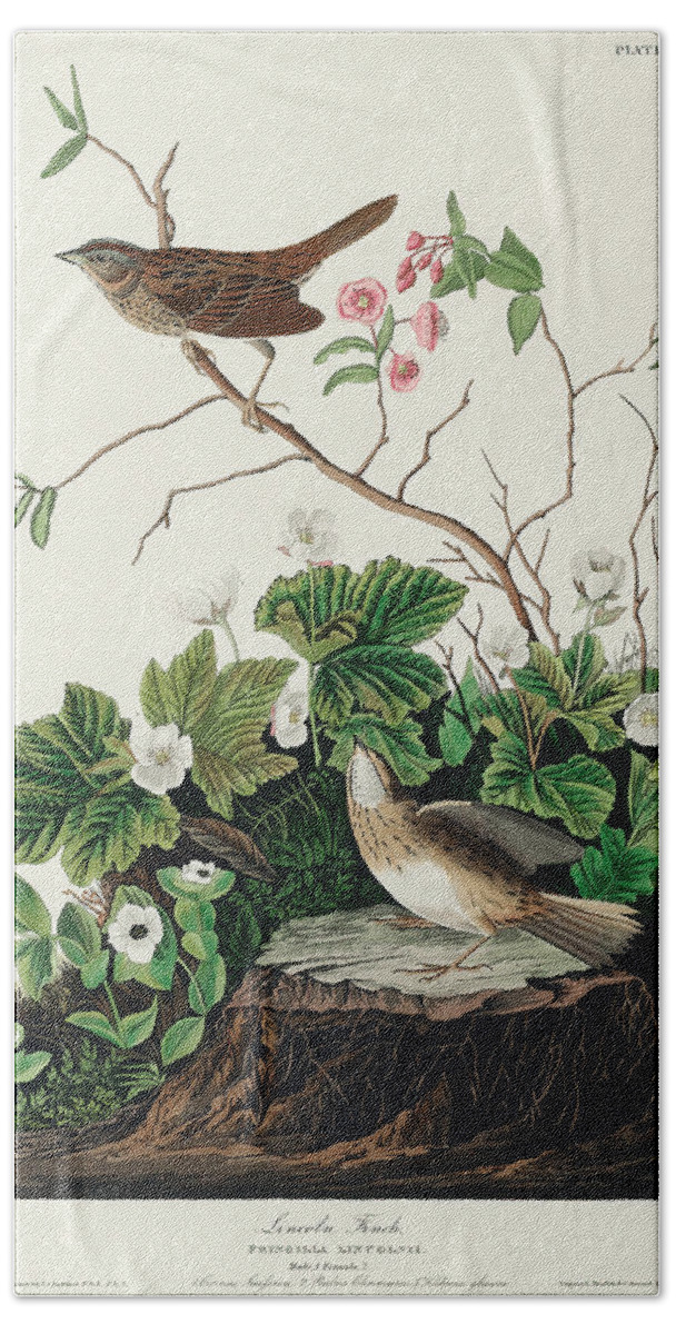 Lincoln Finch Beach Towel featuring the mixed media Lincoln Finch. John James Audubon by World Art Collective