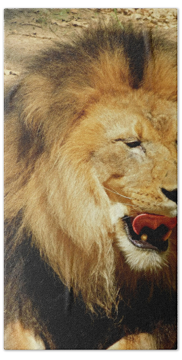Wildlife Beach Sheet featuring the photograph Lion Licking His Chops by Emmy Marie Vickers