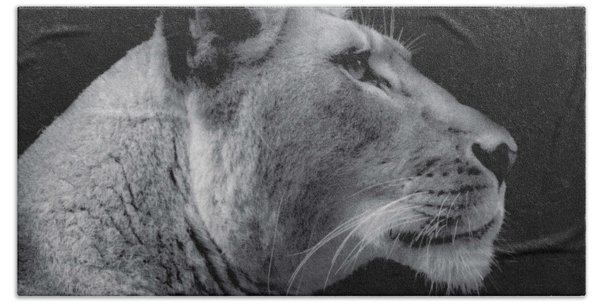 African Lion Beach Towel featuring the photograph Lioness Side Portrait by Bj S