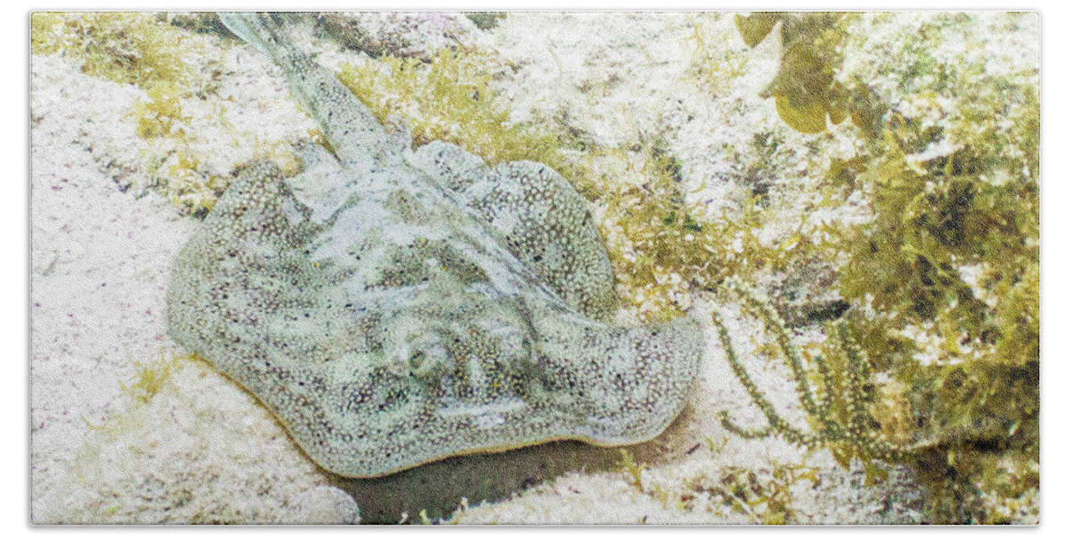 Animals Beach Towel featuring the photograph Little Spot by Lynne Browne