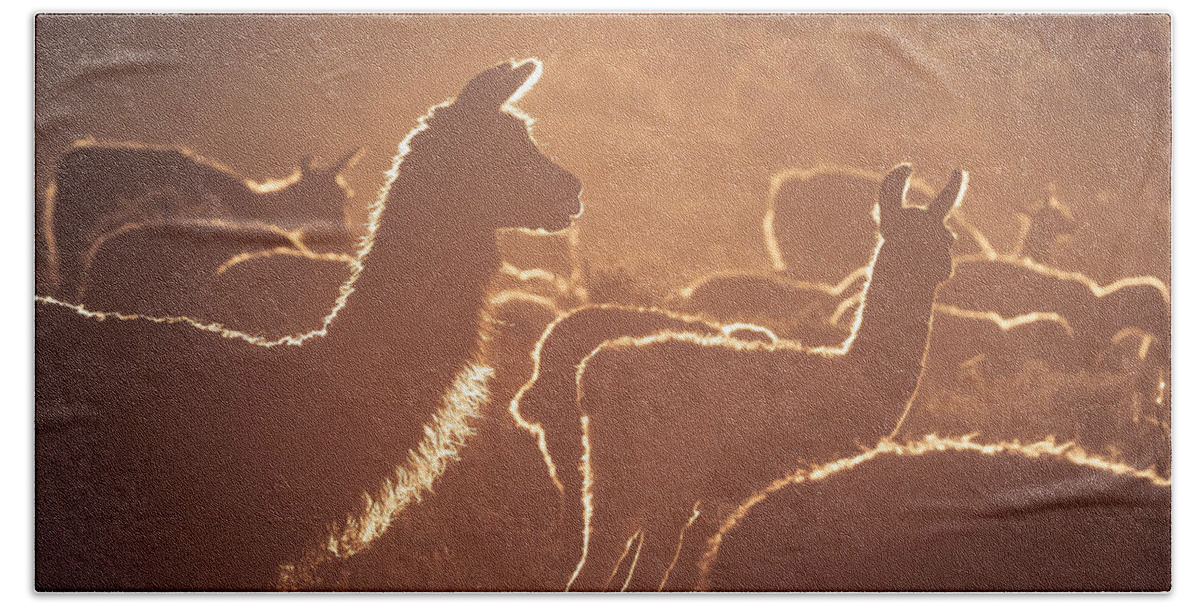 Llama Beach Towel featuring the photograph Llama by Peter Boehringer