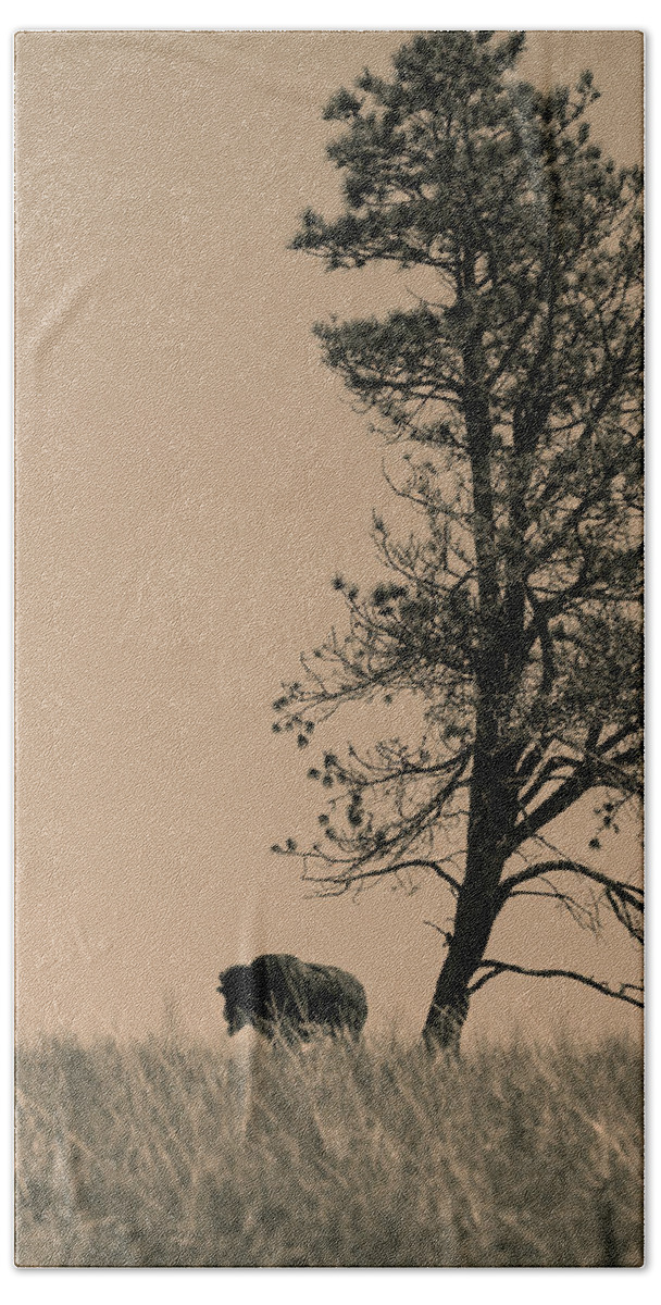 Bison Beach Towel featuring the photograph Lone Bison by Larry Bohlin